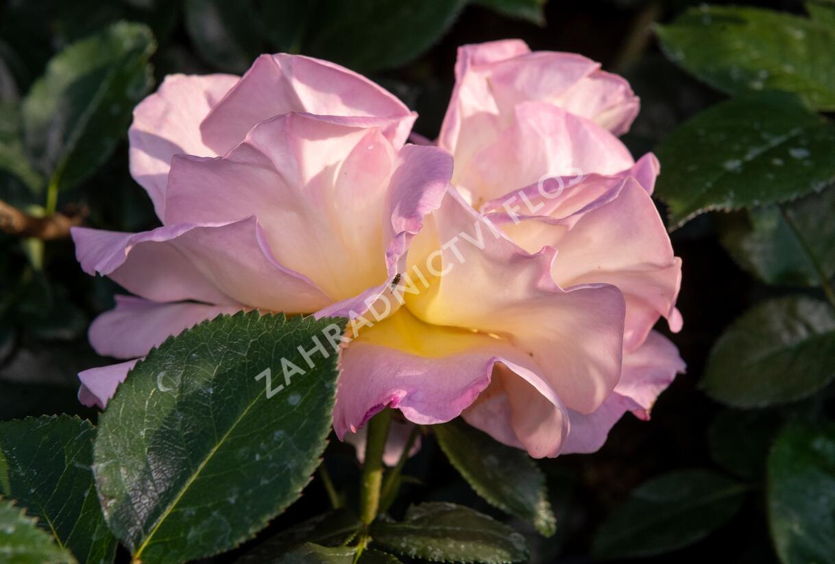 Růže velkokvětá Meilland 'Elle' - Rosa VK 'Elle'
