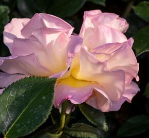 Růže velkokvětá Meilland 'Elle' - Rosa VK 'Elle'