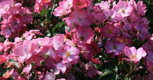 Růže mnohokvětá Meilland 'Phlox Meidiland' - Rosa MK 'Phlox Meidiland'