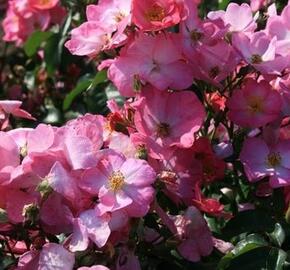 Růže mnohokvětá Meilland 'Phlox Meidiland' - Rosa MK 'Phlox Meidiland'