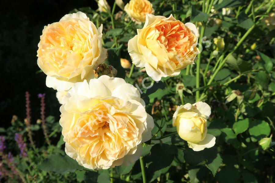 Anglická růže Davida Austina 'Molineux' - Rosa S 'Molineux'