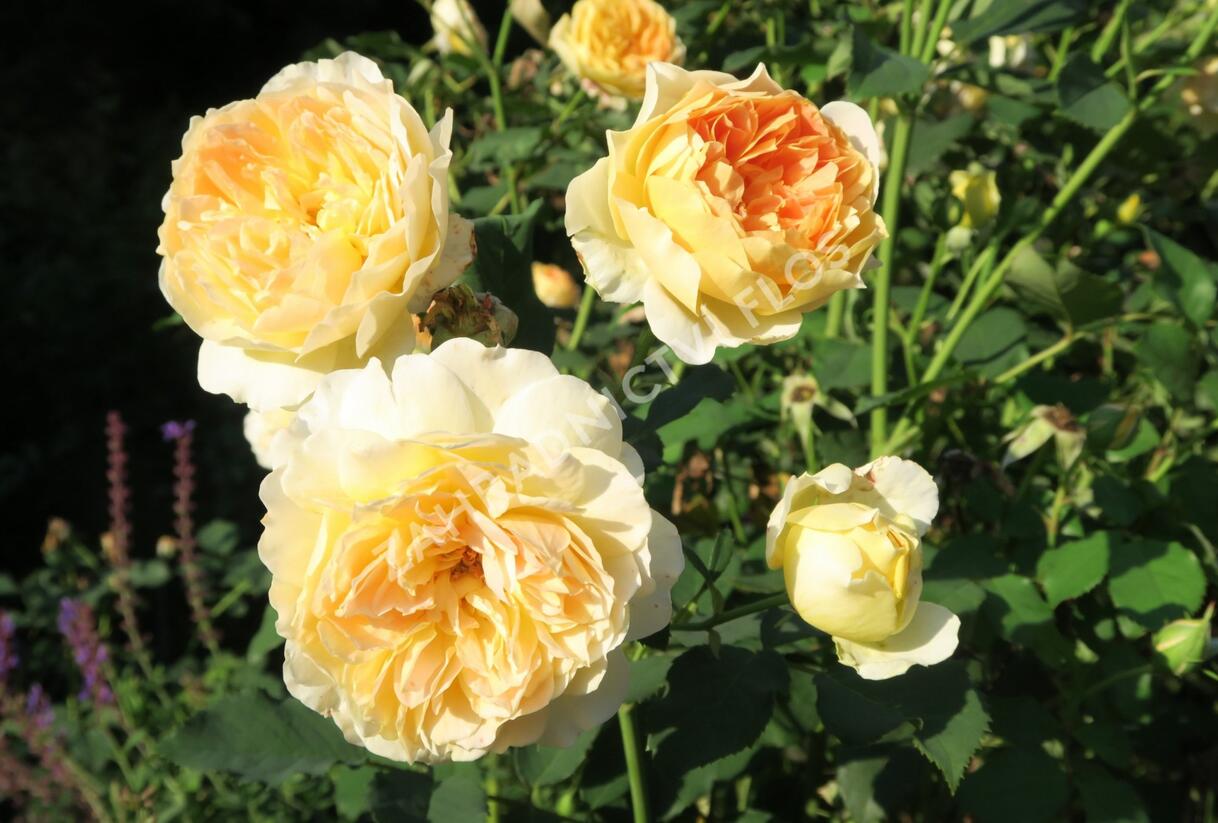 Růže anglická David Austin 'Molineux' - Rosa S 'Molineux'