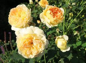 Růže anglická David Austin 'Molineux' - Rosa S 'Molineux'