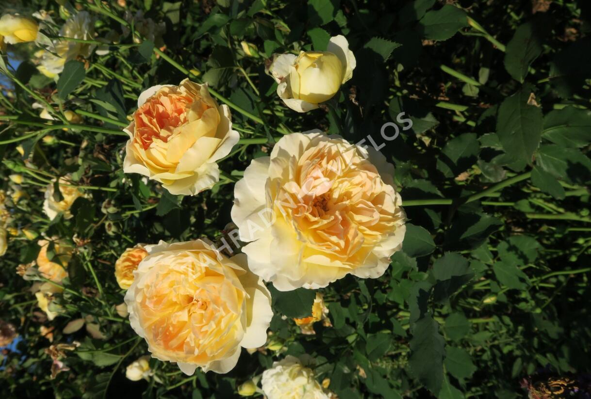 Růže anglická David Austin 'Molineux' - Rosa S 'Molineux'