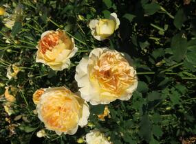 Růže anglická David Austin 'Molineux' - Rosa S 'Molineux'