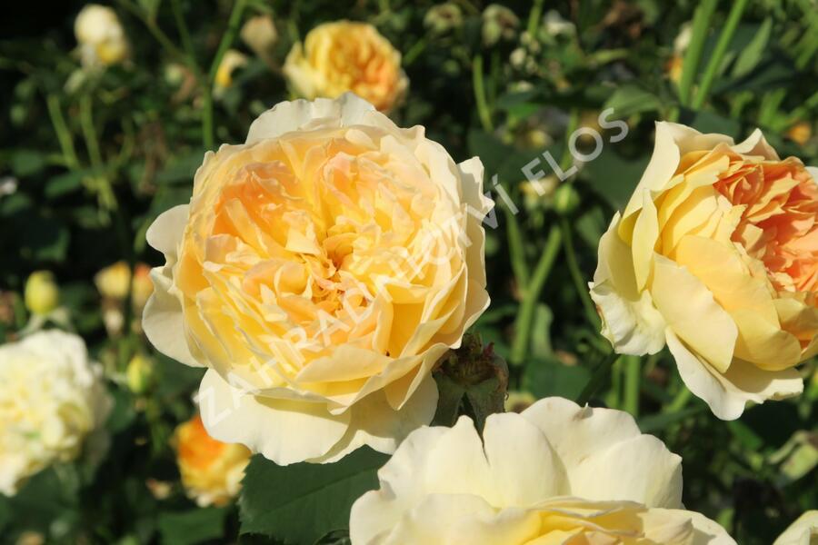 Anglická růže Davida Austina 'Molineux' - Rosa S 'Molineux'