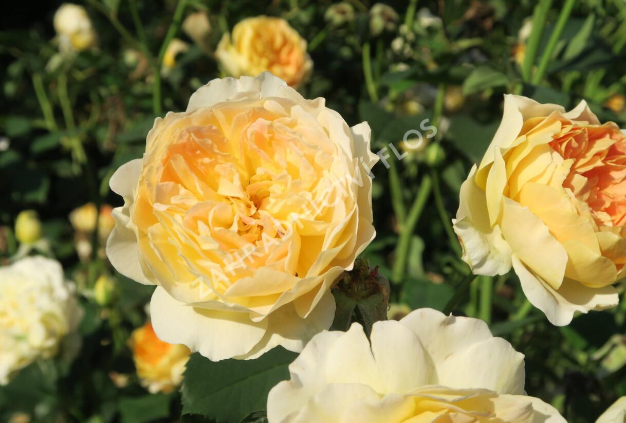 Růže anglická David Austin 'Molineux' - Rosa S 'Molineux'
