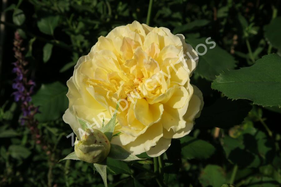 Anglická růže Davida Austina 'Molineux' - Rosa S 'Molineux'