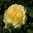 Anglická růže Davida Austina 'Molineux' - Rosa S 'Molineux'