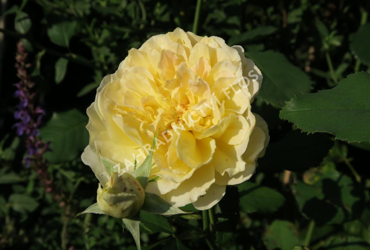 Růže anglická David Austin 'Molineux' - Rosa S 'Molineux'