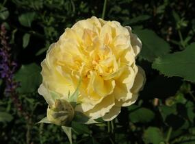 Růže anglická David Austin 'Molineux' - Rosa S 'Molineux'