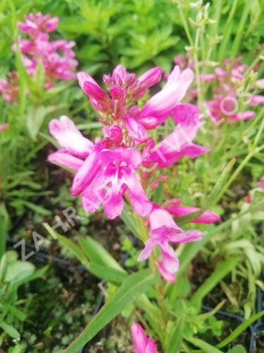 Dračík vousatý 'Pristine Princess Pink' - Penstemon barbatus 'Pristine Princess Pink'
