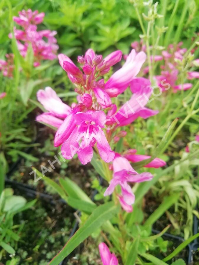 Dračík vousatý 'Pristine Princess Pink' - Penstemon barbatus 'Pristine Princess Pink'