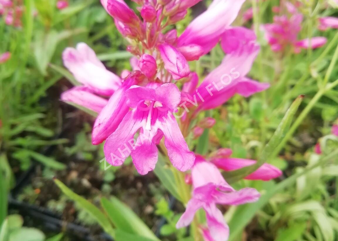 Dračík vousatý 'Pristine Princess Pink' - Penstemon barbatus 'Pristine Princess Pink'