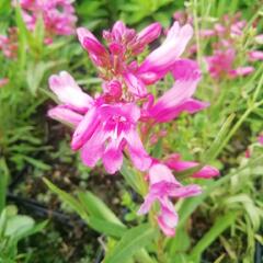 Dračík vousatý 'Pristine Princess Pink' - Penstemon barbatus 'Pristine Princess Pink'