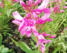 Dračík vousatý 'Pristine Princess Pink'
