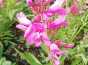 Dračík vousatý 'Pristine Princess Pink' - Penstemon barbatus 'Pristine Princess Pink'