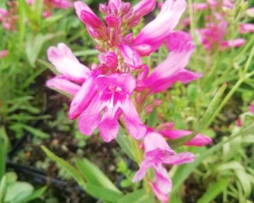 Dračík vousatý 'Pristine Princess Pink'