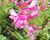 Dračík vousatý 'Pristine Princess Pink'