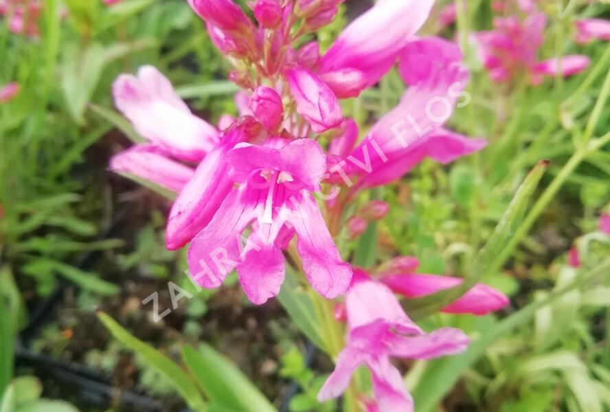 Dračík vousatý 'Pristine Princess Pink' - Penstemon barbatus 'Pristine Princess Pink'