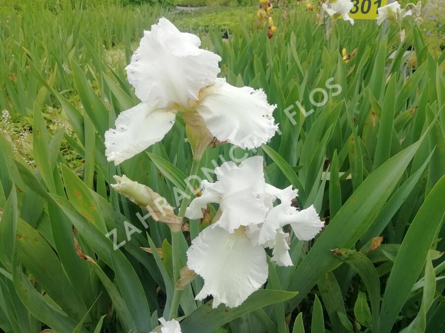 Kosatec německý 'Queen of India' - Iris barbata-elatior 'Queen of India'