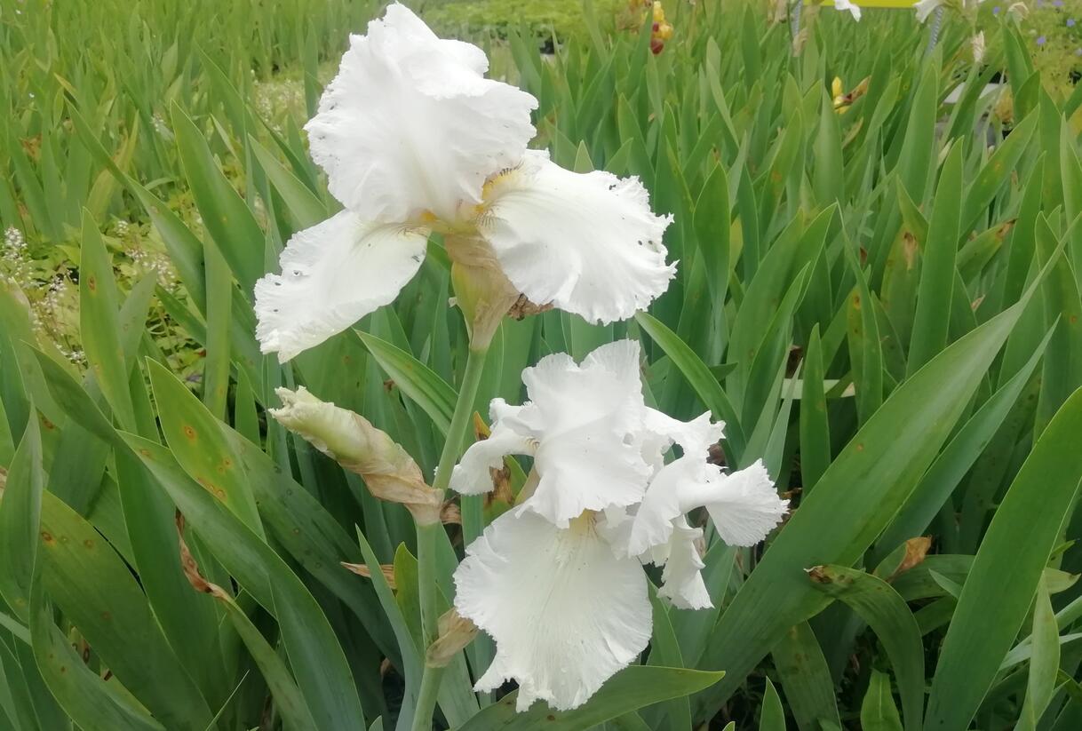 Kosatec německý 'Queen of India' - Iris barbata-elatior 'Queen of India'
