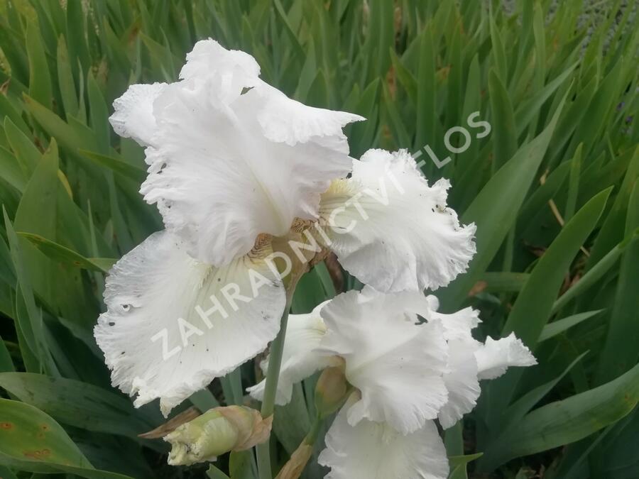 Kosatec německý 'Queen of India' - Iris barbata-elatior 'Queen of India'