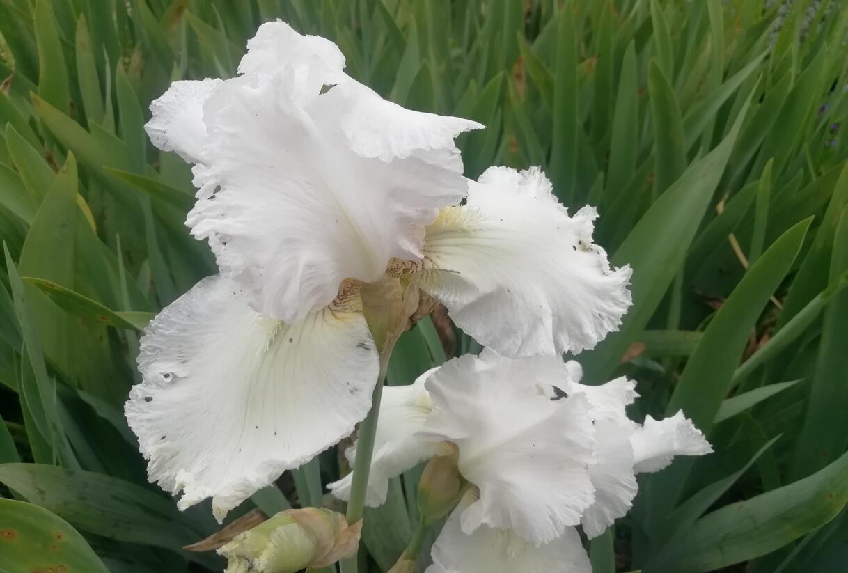 Kosatec německý 'Queen of India' - Iris barbata-elatior 'Queen of India'