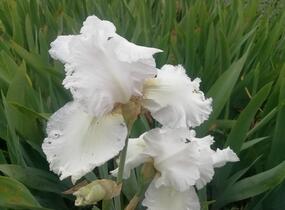 Kosatec německý 'Queen of India' - Iris barbata-elatior 'Queen of India'