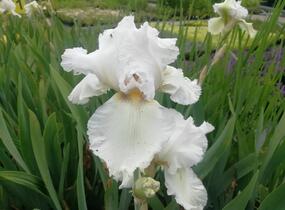 Kosatec německý 'Queen of India' - Iris barbata-elatior 'Queen of India'