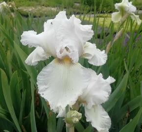 Kosatec německý 'Queen of India' - Iris barbata-elatior 'Queen of India'