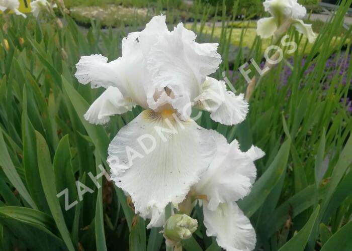 Kosatec německý 'Queen of India' - Iris barbata-elatior 'Queen of India'