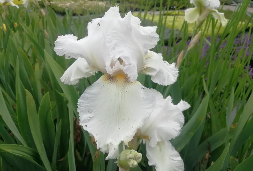 Kosatec německý 'Queen of India' - Iris barbata-elatior 'Queen of India'