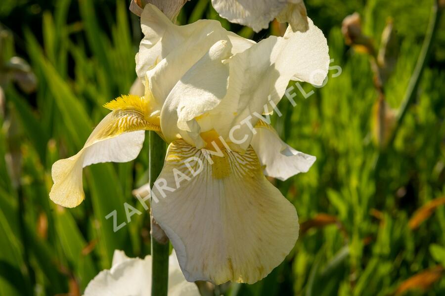 Kosatec německý 'Floriade' - Iris barbata-elatior 'Floriade'