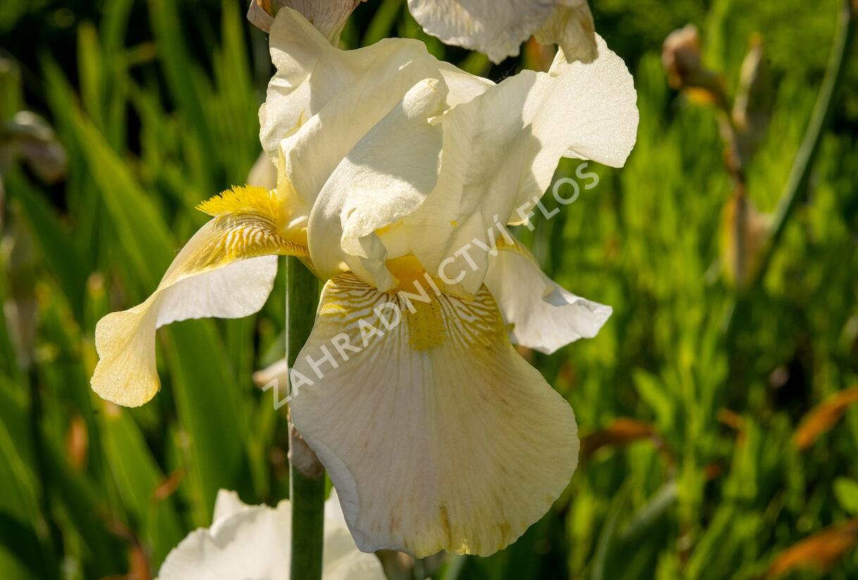 Kosatec německý 'Floriade' - Iris barbata-elatior 'Floriade'