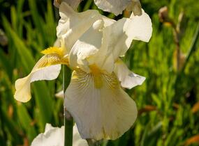 Kosatec německý 'Floriade' - Iris barbata-elatior 'Floriade'
