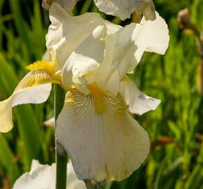 Kosatec německý 'Floriade' - Iris barbata-elatior 'Floriade'