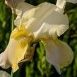 Kosatec německý 'Floriade' - Iris barbata-elatior 'Floriade'