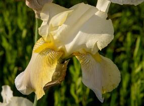 Kosatec německý 'Floriade' - Iris barbata-elatior 'Floriade'