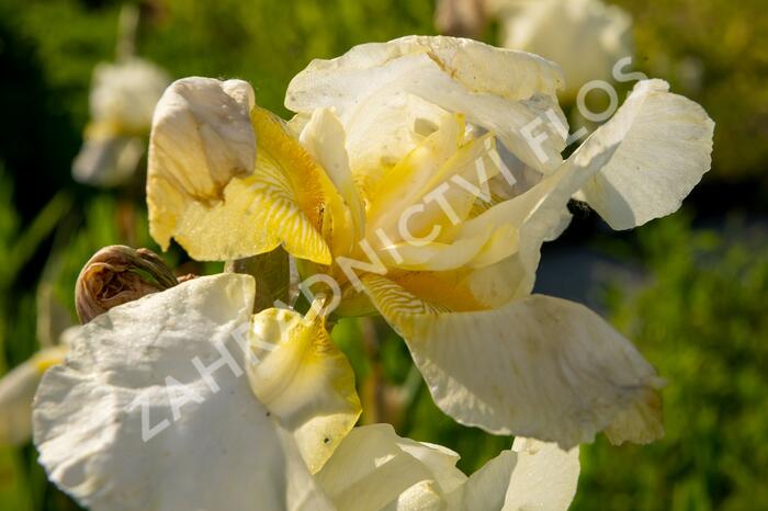 Kosatec německý 'Floriade' - Iris barbata-elatior 'Floriade'