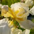 Kosatec německý 'Floriade' - Iris barbata-elatior 'Floriade'