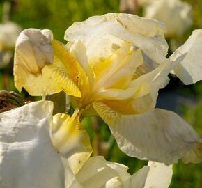 Kosatec německý 'Floriade' - Iris barbata-elatior 'Floriade'