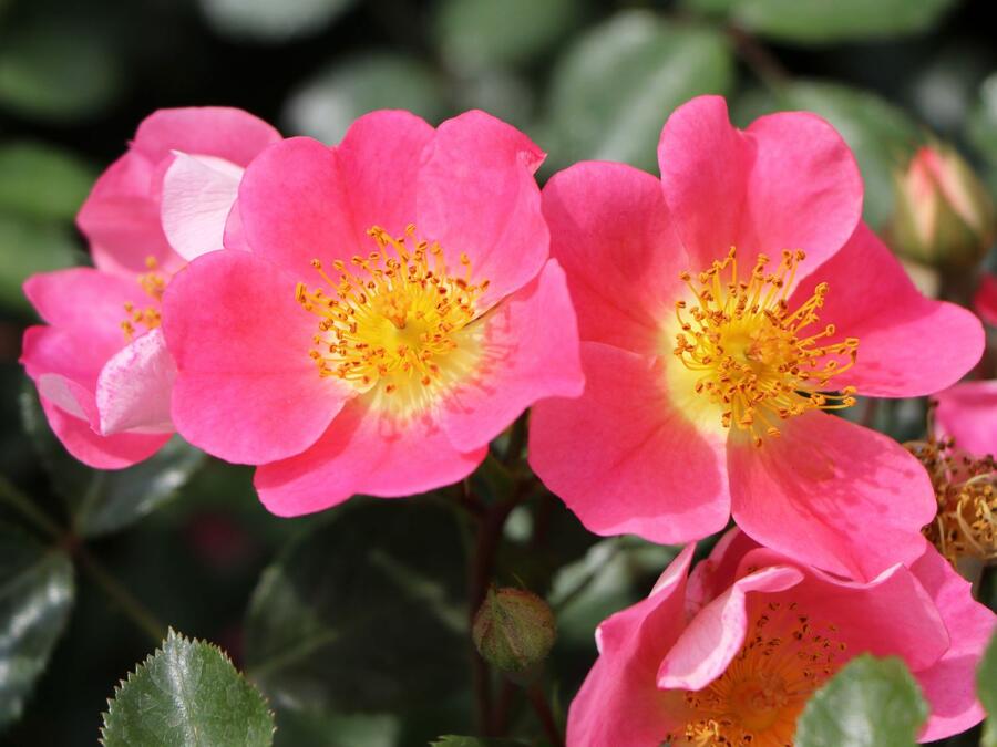 Růže půdopokryvná Kordes 'Topolina' - Rosa PK 'Topolina'