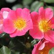Růže půdopokryvná Kordes 'Topolina' - Rosa PK 'Topolina'