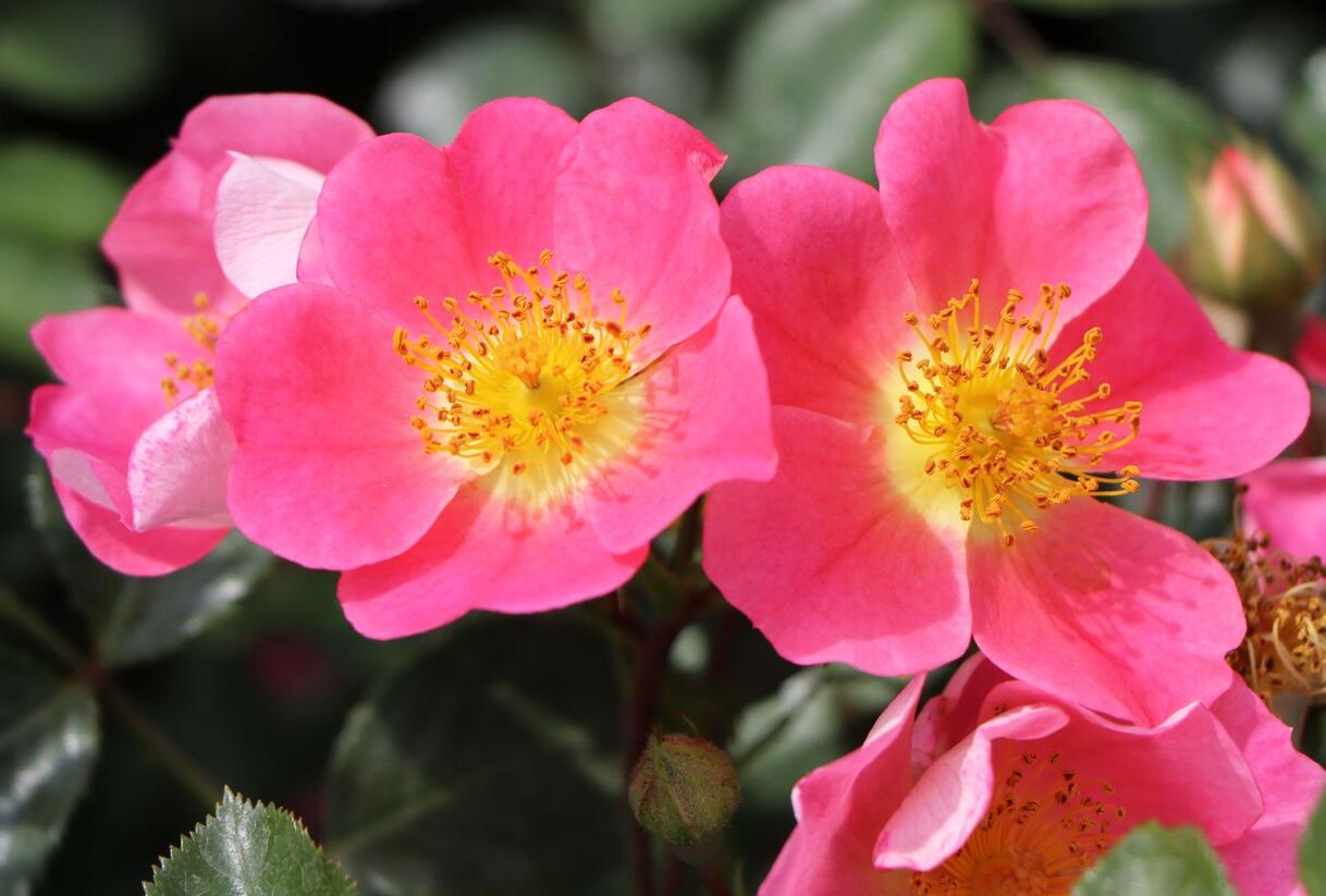 Růže půdopokryvná Kordes 'Topolina' - Rosa PK 'Topolina'