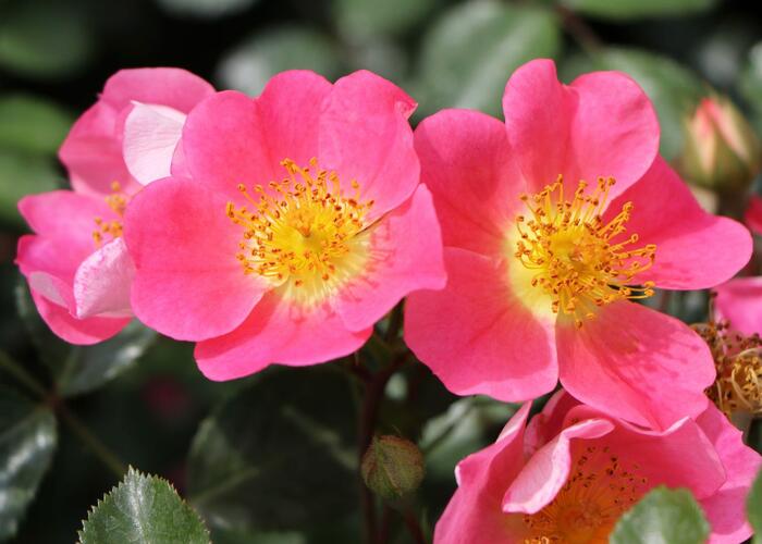 Růže půdopokryvná Kordes 'Topolina' - Rosa PK 'Topolina'