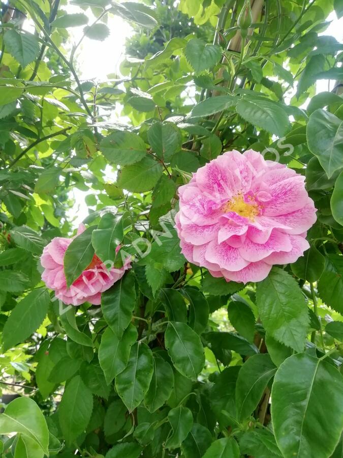 Růže pnoucí 'Camelot' - Rosa PN 'Camelot'
