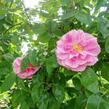Růže pnoucí 'Camelot' - Rosa PN 'Camelot'
