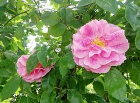 Růže pnoucí 'Camelot' - Rosa PN 'Camelot'