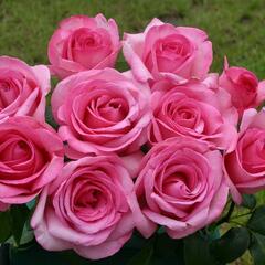 Růže velkokvětá 'Sweet Parole' - Rosa VK 'Sweet Parole'